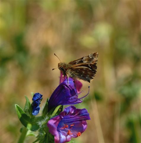 ID Hesperia comma? No, Carcharodus alceae  (m)